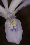 Dwarf crested iris